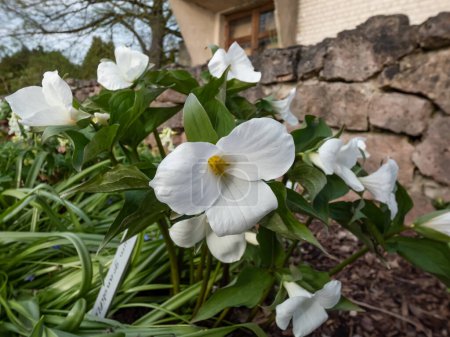 Photo for The white, large-flowered, great white trillium or white wake-robin (Frillium grandiflorum) flowering with a single, showy white flower atop a whorl of three leaves in the garden in spring - Royalty Free Image