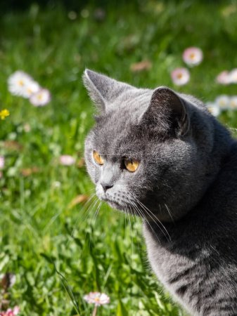 Téléchargez les photos : Le British Shorthair avec un corps distinctement trapu, épais, manteau gris-bleu solide et de grands yeux ronds qui sont orange cuivré profond à l'extérieur avec fond d'herbe verte et de fleurs en été - en image libre de droit