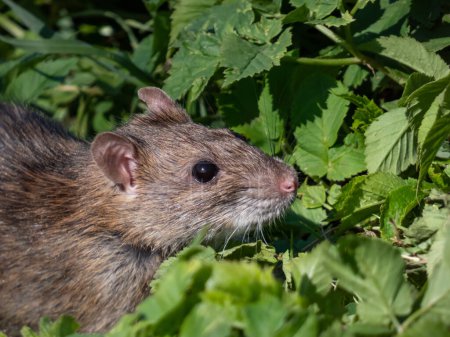 Téléchargez les photos : Gros plan du rat commun (Rattus norvegicus) avec une fourrure gris foncé et brune debout sur les pattes arrière entourée d'herbe verte en plein soleil - en image libre de droit