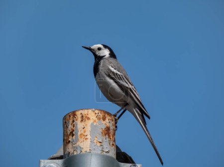 Téléchargez les photos : La queue d'aigle blanche (Motacilla alba) avec un plumage blanc et noir et avec la longue queue caractéristique debout sur un poteau métallique avec un fond bleu ciel - en image libre de droit