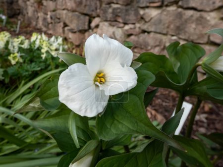 Photo for The white, large-flowered, great white trillium or white wake-robin (Frillium grandiflorum) flowering with a single, showy white flower atop a whorl of three leaves in the garden in spring - Royalty Free Image