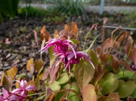 Téléchargez les photos : Gros plan sur la Barrenwort (Epimedium grandiflorum) Floraison 'Red Beauty' avec de fortes fleurs rose-violet dans un jardin au printemps - en image libre de droit