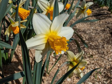 Téléchargez les photos : Gros plan de la jonquille 'Velasquez' fleurissant avec des fleurs jaune crème avec une tasse orange plate dans le jardin au printemps - en image libre de droit