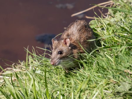 Close-up shot of the Common rat (Rattus norvegicus) with dark grey and brown fur walking in green grass in bright sunlight