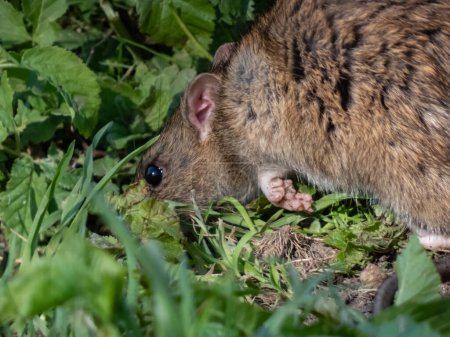 Téléchargez les photos : Gros plan du rat commun (Rattus norvegicus) avec fourrure gris foncé et brune marchant dans l'herbe verte sous un soleil éclatant - en image libre de droit