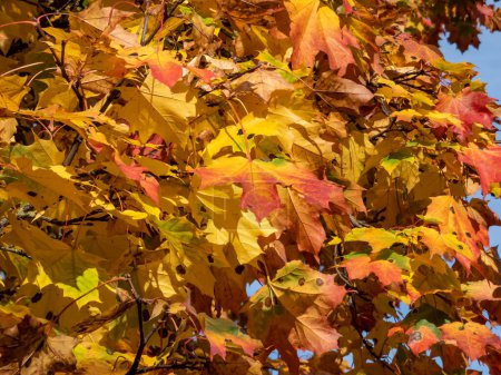 Téléchargez les photos : Vue des branches d'un grand érable plein de feuilles qui changent de couleur, passant du vert au jaune, à l'orange et au rouge en automne, sous un soleil éclatant - en image libre de droit