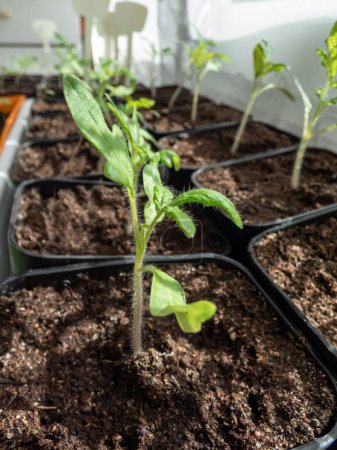 Foto de Macro shot de plántulas de plantas de tomate pequeñas que crecen en macetas de plástico en el alféizar de la ventana con cortinas blancas en el fondo. Jardinería interior y plántulas germinantes - Imagen libre de derechos