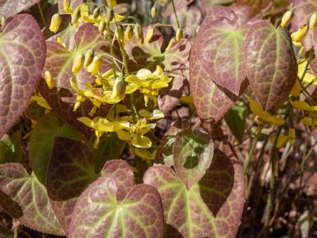 Téléchargez les photos : La Barrenwort (Epimedium perralichicum) 'Frohnleiten' fleurit avec des grappes de fleurs jaune vif dans le parc au printemps - en image libre de droit