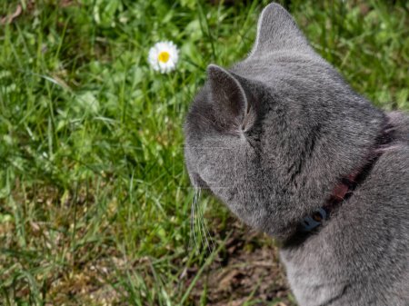Téléchargez les photos : The British Shorthair avec un corps distinctement trapu, épais, manteau gris-bleu solide assis à l'extérieur avec de l'herbe verte et des fleurs en arrière-plan - en image libre de droit