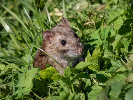 Photo for Close-up shot of the Common rat (Rattus norvegicus) with dark grey and brown fur standing on back paws surrounded with green grass in bright sunlight. Beautiful wildlife scenery - Royalty Free Image