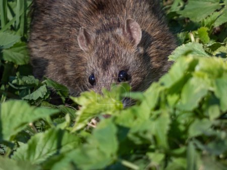Foto de Primer plano de la rata común (Rattus norvegicus) con pelaje gris oscuro y marrón escondido en hierba verde a la luz del sol - Imagen libre de derechos