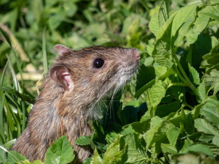 Téléchargez les photos : Gros plan du rat commun (Rattus norvegicus) avec une fourrure gris foncé et brune sur les pattes arrière entourée d'herbe verte au soleil éclatant. Beau paysage de la faune - en image libre de droit