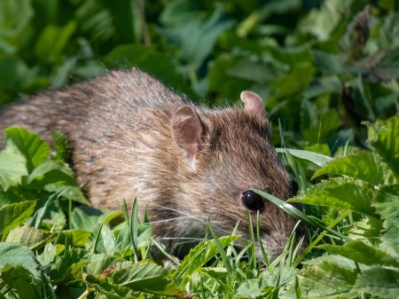 Photo for Close-up shot of the Common rat (Rattus norvegicus) with dark grey and brown fur walking in green grass in bright sunlight - Royalty Free Image
