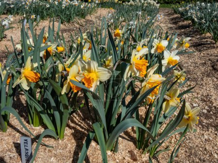 Foto de Primer plano del narciso 'Velásquez' floreciendo con flores de color amarillo cremoso con una copa plana de color naranja en el jardín en primavera - Imagen libre de derechos