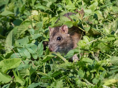 Photo for Close-up shot of the Common rat (Rattus norvegicus) with dark grey and brown fur hiding in green grass in bright sunlight - Royalty Free Image