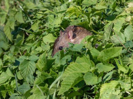 Téléchargez les photos : Gros plan du rat commun (Rattus norvegicus) avec fourrure gris foncé et brune se cachant dans l'herbe verte sous un soleil éclatant - en image libre de droit