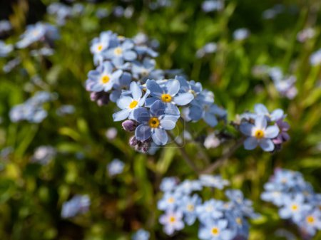Plante à fleurs printanières bleu ciel - les fleurs en bois oubliées (Myosotis sylvatica) poussant et fleurissant dans la forêt au soleil au printemps