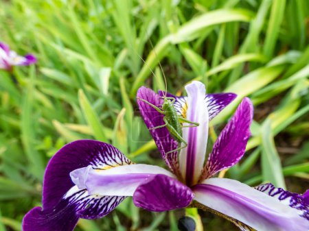 Foto de Macro disparo de un saltamontes verde en un iris de montaña rocosa (Iris montana) flor púrpura en el jardín - Imagen libre de derechos