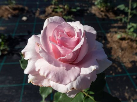 Foto de Planta de rosa de Bush 'Anna Pavlova' floreciendo con flores grandes, globulares y suntuosas en suave y delicado color rosa, con tonos más profundos en la base del jardín - Imagen libre de derechos