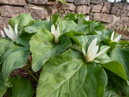 Photo for Giant Trillium or Great Western Wake Robin (Trillium albidum or parviflorum) flowering with elfin, pure white flowers in the garden in spring - Royalty Free Image