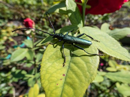 Foto de Macro shot de escarabajo almizclero adulto (Aromia moschata) con antenas muy largas y tinte metálico cobrizo y verdoso sobre hoja verde rodeado de vegetación verde a la luz del sol brillante en verano - Imagen libre de derechos