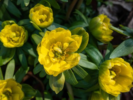 Téléchargez les photos : Macro-injection d'aconite jaune d'hiver (Eranthis hyemalis) 'Flore Pleno', une variation à fleurs entièrement doubles jaunes, émergeant du sol au début du printemps sous un soleil éclatant - en image libre de droit