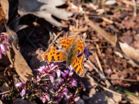 Photo for Close-up of the comma butterfly (polygonia c-album) with orange wings with angular notches on the edges of the forewings and dark brown and black markings on the heather flowers in early spring - Royalty Free Image