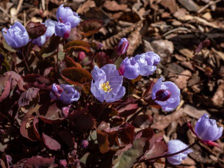 Téléchargez les photos : Small, delicate and charming spring-flowering asian twin leaf (Jeffersonia dubia) with pale violet and blue-lavender flowers in bright sunlight growing in the rock garden - en image libre de droit