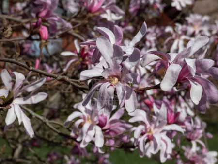 Photo for Close-up shot of the Pink star-shaped flowers of blooming Star magnolia - Magnolia stellata cultivar 'Rosea' in bright sunlight in early spring. Beautiful magnolia scenery - Royalty Free Image