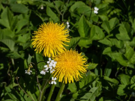 Foto de Macro de diente de león amarillo brillante (diente de león) floreciendo entre la hierba verde a la luz del sol brillante en verano - Imagen libre de derechos