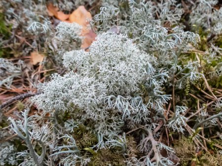 Photo for The Star-tipped cup lichen (Cladonia stellaris) that forms continuous mats and it forms distinct cushion-shaped patches and have dense branching - Royalty Free Image