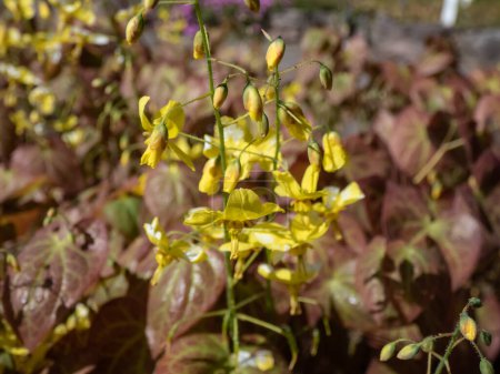 Téléchargez les photos : La Barrenwort (Epimedium perralichicum) 'Frohnleiten' fleurit avec des grappes de fleurs jaune vif dans le parc au printemps - en image libre de droit