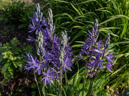 Foto de Primer plano de las Grandes camas o camas grandes (Camassia leichtlinii) que florecen con espigas de flores azules en forma de estrella con anteras amarillas a través de hojas herbáceas en un jardín en verano - Imagen libre de derechos