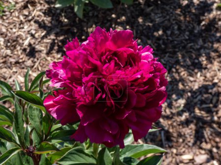 Photo for Close-up shot of the common garden peony (Paeonia lactiflora) flower blossom in the garden. The cultivar "Onondaga" from 1935 - Royalty Free Image