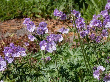 Photo for Mallow-Flowered Cranesbill (Geranium malviflorum) with finely cut slightly greyish-green foliage flowering with purple-blue flowers in spring - Royalty Free Image