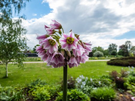 Foto de Floración de Allium tripedale con flores en forma de estrella rosa pálida o en forma de campana en una umbela sobre un tallo sin hojas con jardín verde en el fondo - Imagen libre de derechos