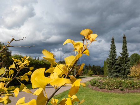 Téléchargez les photos : Feuilles jaunes en éventail avec des nervures rayonnant dans le limbe des feuilles de ginkgo (ginkgo biloba) en automne avec un fond flou dans le parc - en image libre de droit