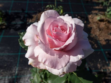 Foto de Planta de rosa de Bush 'Anna Pavlova' floreciendo con flores grandes, globulares y suntuosas en suave y delicado color rosa, con tonos más profundos en la base del jardín - Imagen libre de derechos