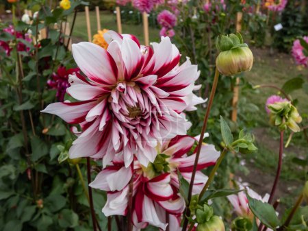 Photo for Dahlia 'Bert pitt' blooming with bicolored red and white flowers in the garden in early autumn - Royalty Free Image