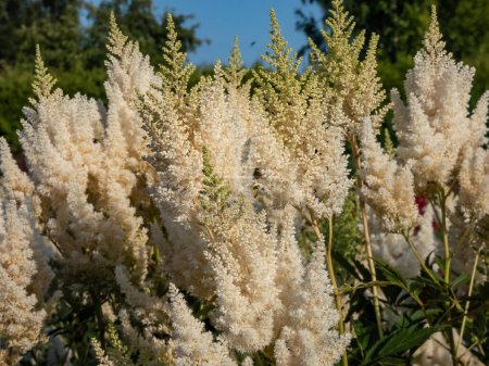 Hybrid Astilbe, Falsche Spirea (Astilbe x arendsii) 'Weisse Gloria' blüht mit schneeweißen Blüten auf dichten, pyramidenförmigen Federn im Frühsommer