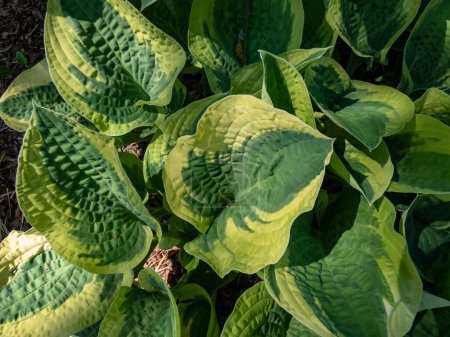Photo for Plantain lily (hosta) x 'Wide Brim' forms attractive, dome-shaped mound of broadly heart-shaped, dark green leaves with a blue cast, widely and irregularly margined yellow - Royalty Free Image