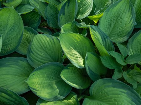 Foto de Plantain lily (hosta) 'Gold standard' is medium to large hosta forming dense, overlapping mound of wide-oval, slightly cupped leaves with irregular margines, the leaf centers change to golden yellow - Imagen libre de derechos