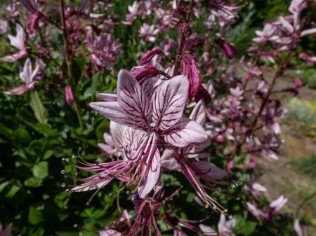Téléchargez les photos : Le buisson ardent, dittany ou fraxinella (Dictamnus albus) fleurissant avec des fleurs à cinq pétales de couleur allant du violet pâle au blanc avec de longues étamines en saillie dans le jardin - en image libre de droit