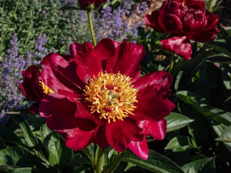 Photo for Close-up of garden peony cultivar (Paeonia lactiflora) 'Red Romance' with bright crimson outer petals with yellow center - Royalty Free Image