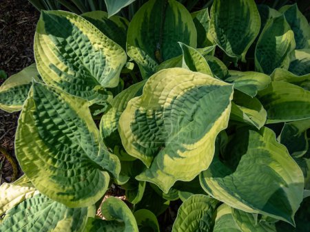 Foto de Plantain lily (hosta) x 'Wide Brim' forma un atractivo montículo en forma de cúpula de hojas de color verde oscuro en forma de corazón con un elenco azul, de color amarillo amplio e irregularmente marginado - Imagen libre de derechos