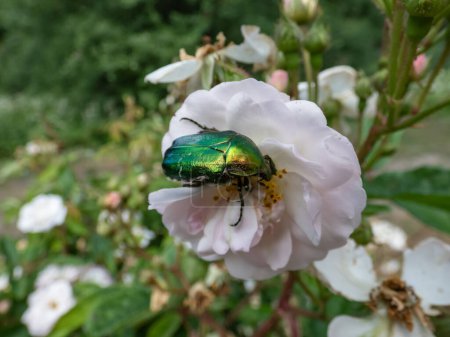 Photo for Macro shot of a metallic rose chafer or the green rose chafer (Cetonia aurata) crawling on a white and pink buds and blossoms of apple tree flowering in on orchard in spring - Royalty Free Image