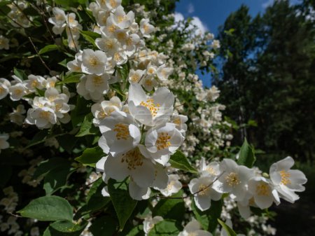 Photo for Close-up shot of bowl-shaped white flowers with prominent yellow stamens of the Sweet mock orange or English dogwood (Philadelphus coronarius) in sunlight  in summer - Royalty Free Image