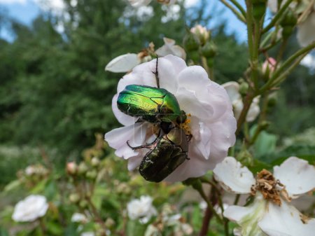 Photo for Metallic rose chafer or the green rose chafer (Cetonia aurata) next to copper beetle (Protaetia cuprea) crawling on a white flower. Visible color difference between two beetles - Royalty Free Image