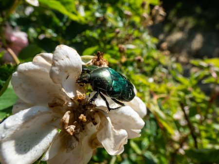 Photo for Macro shot of a metallic rose chafer or the green rose chafer (Cetonia aurata) crawling on a white blossom of a rose plant flowering in on orchard in sunlight - Royalty Free Image