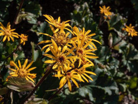 Photo for Ligularia 'Osiris Cafe Noir' with golden-yellow daisy flowers. Flat-topped clusters of brown-centred, golden-yellow flowerheads bloom from late summer into autumn - Royalty Free Image